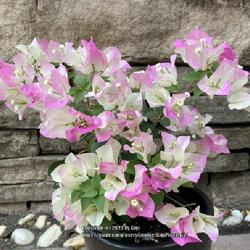 Location: My garden in Tampa, Florida
Date: 2023-03-28
My Bougainville ‘Double Delight’.