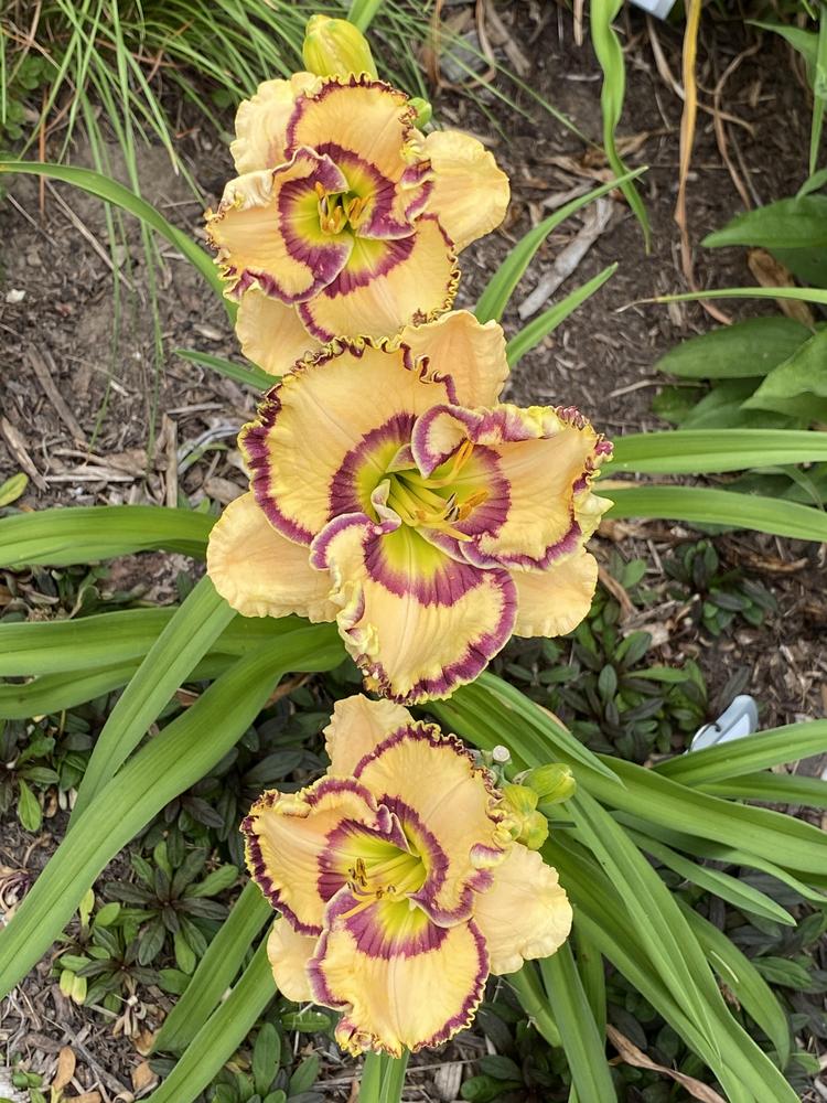 Photo of Daylily (Hemerocallis 'Keep on Looking') uploaded by Legalily