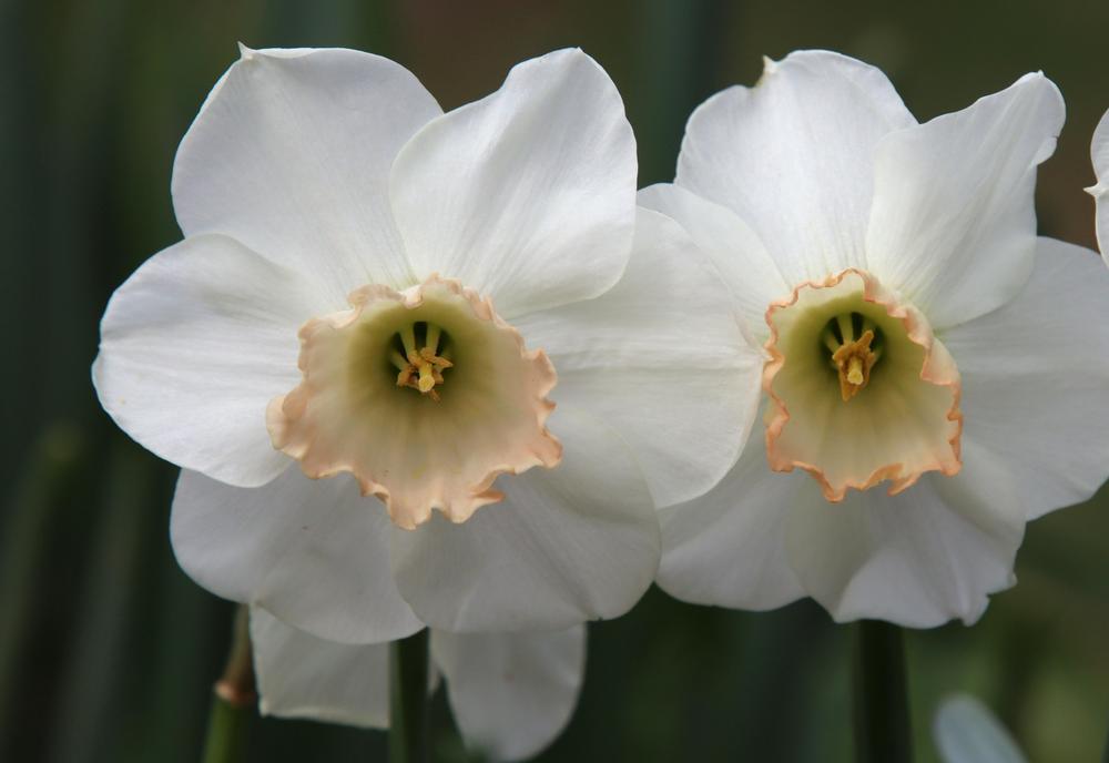 Photo of Large-cupped Daffodil (Narcissus 'Salome') uploaded by LoriMT