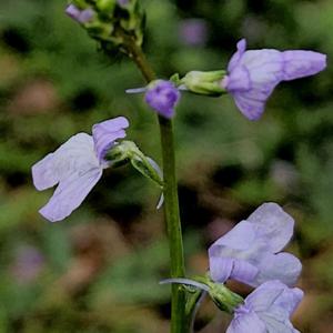 Texas Toadflax #413; RAB page 949, 166-16-?;  AG p. 379,75-2-?; L