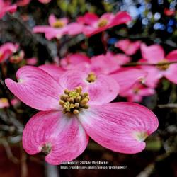 Location: Southern Pines, NC
Date: March 29, 2023
Flowering dogwood #4; RAB p.790, 142-1-1; LHB p.747,  "Latin for 