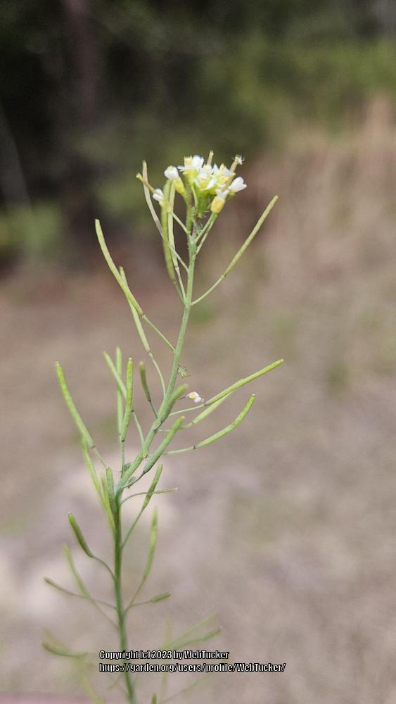 Photo of Mouseear Cress (Arabidopsis thaliana) uploaded by WebTucker