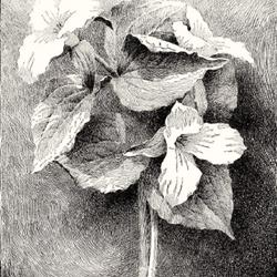 
Date: c. 1902
illustration from L. H. Bailey's 'Cyclopedia of American Horticul
