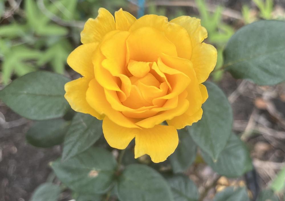 Photo of Rose (Rosa 'Gold Glow') uploaded by KatWoytek