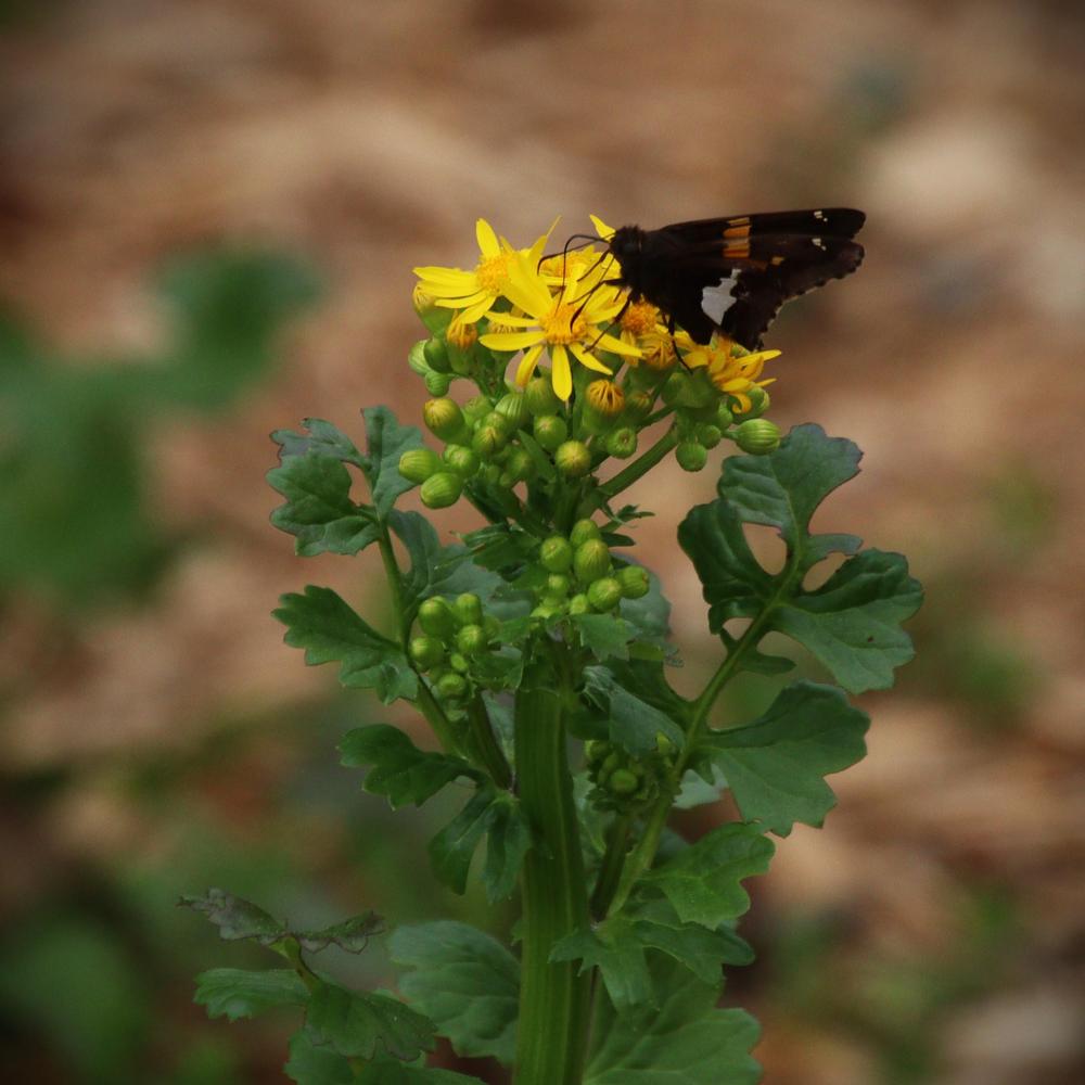 Photo of Butterweed (Packera glabella) uploaded by LoriMT