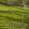 American eel grass #408; RAB p. 55, 28-3-1; LHB p. 132, 24-2-?, "