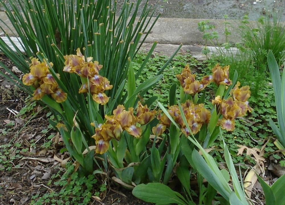 Photo of Standard Dwarf Bearded Iris (Iris 'Kewlopolis') uploaded by lovemyhouse