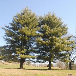 Location: Reading, Pennsylvania
Date: 2023-03-30
two mature trees along a golf course