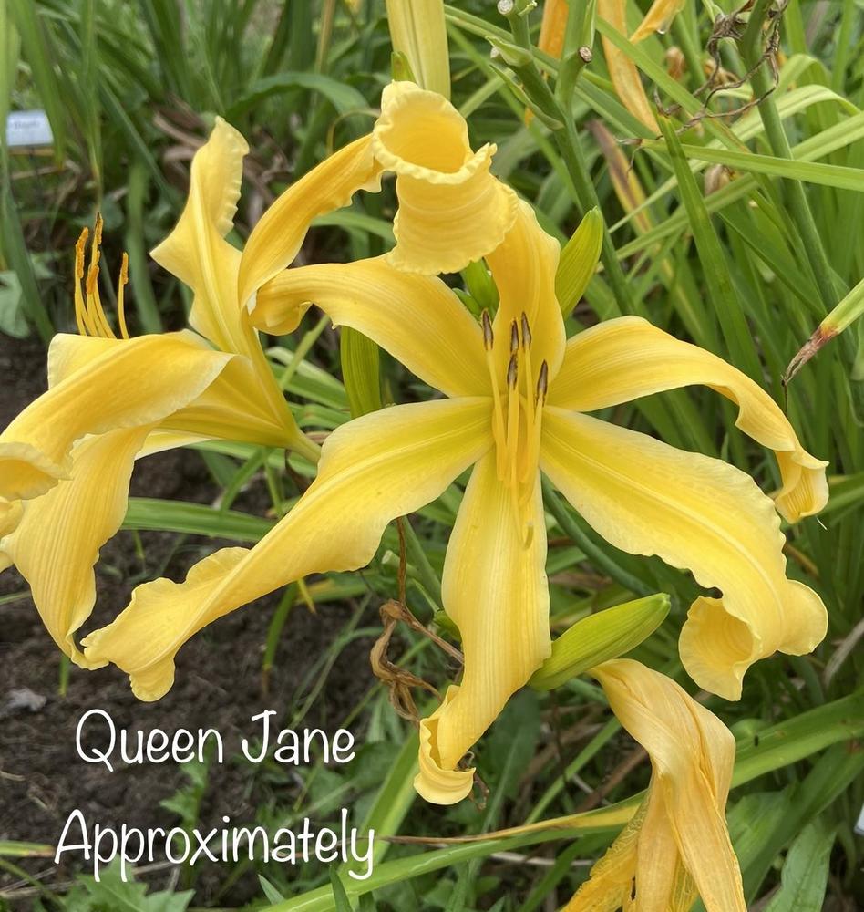 Photo of Daylily (Hemerocallis 'Queen Jane Approximately') uploaded by amberjewel