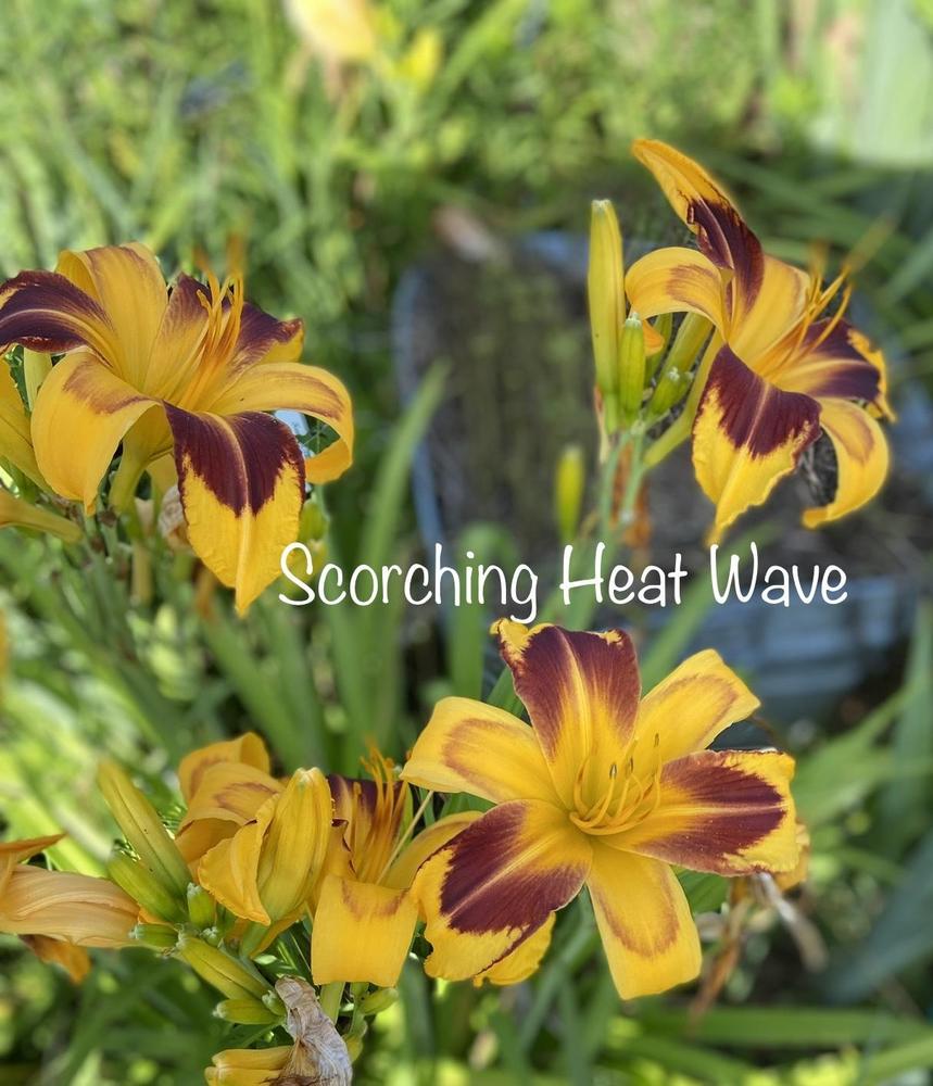 Photo of Daylily (Hemerocallis 'Scorching Heat Wave') uploaded by amberjewel
