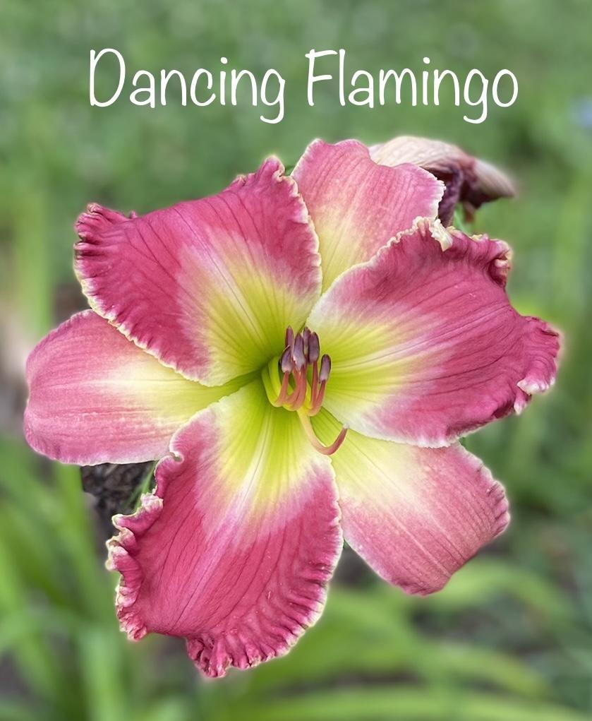 Photo of Daylily (Hemerocallis 'Dancing Flamingo') uploaded by amberjewel