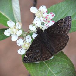 Location: my Zone 7b garden in North Georgia Mountains
Date: 2023-03-28
With Juvenal's dusky-wing butterfly