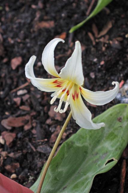 Photo of California Trout Lily (Erythronium californicum 'White Beauty') uploaded by RuuddeBlock