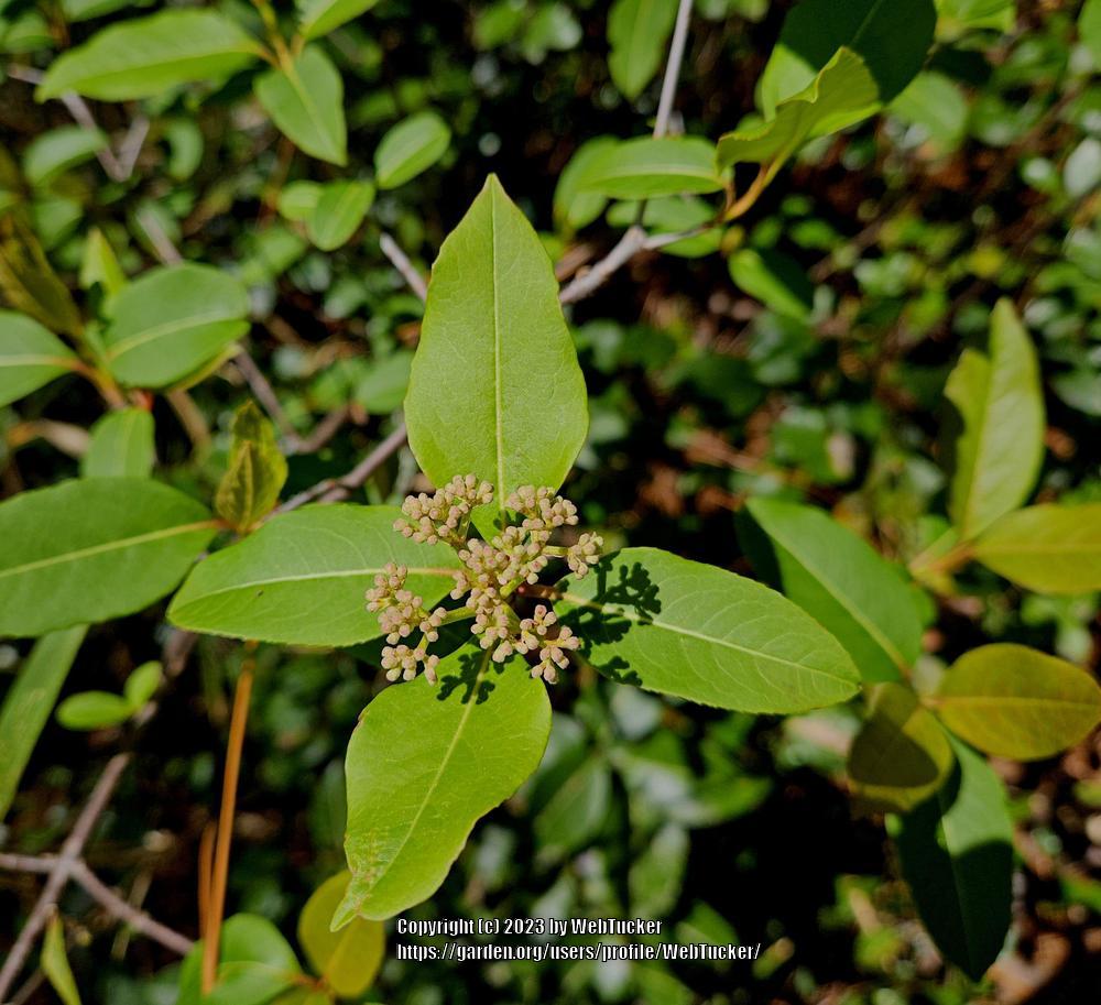 Photo of Witherod Viburnum (Viburnum nudum var. cassinoides) uploaded by WebTucker