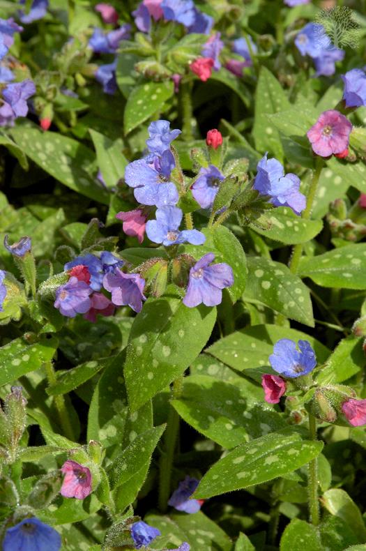 Photo of Lungwort (Pulmonaria saccharata 'Leopard') uploaded by scvirginia