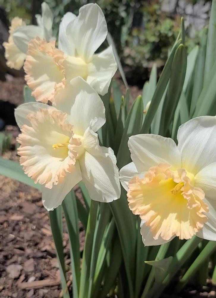 Photo of Trumpet Daffodil (Narcissus 'British Gamble') uploaded by BrookeCarrollGant