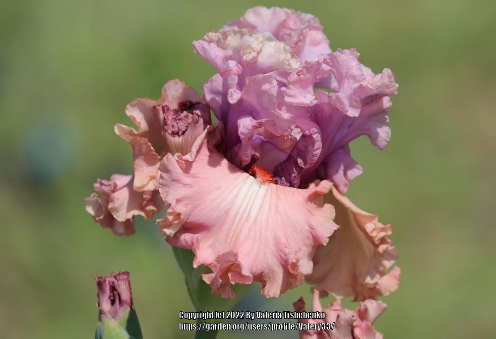 Photo of Tall Bearded Iris (Iris 'How Wonderful') uploaded by Valery33