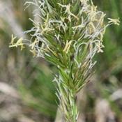 Sweet vernal grass 108; RAB p. 121, 29-60-2; AG p. 639, 129-17-1;