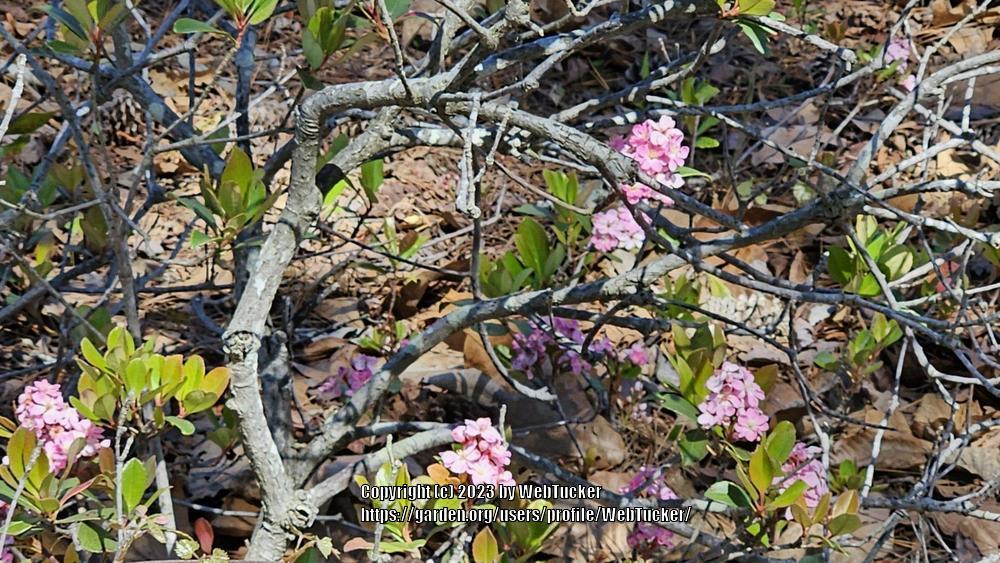 Photo of Indian Hawthorn (Rhaphiolepis indica) uploaded by WebTucker