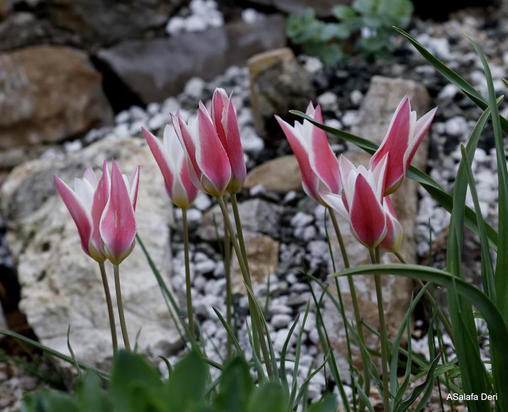 Photo of Lady Tulip (Tulipa clusiana 'Lady Jane') uploaded by ASalafaDeri