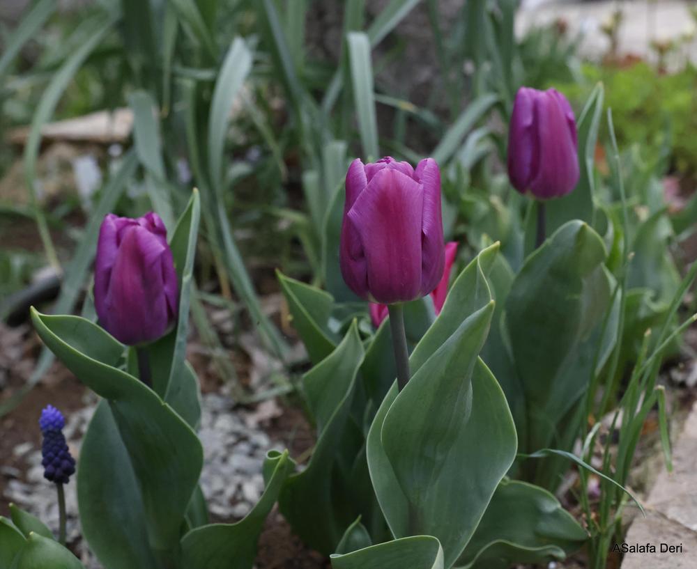 Photo of Triumph Tulip (Tulipa 'Negrita') uploaded by ASalafaDeri