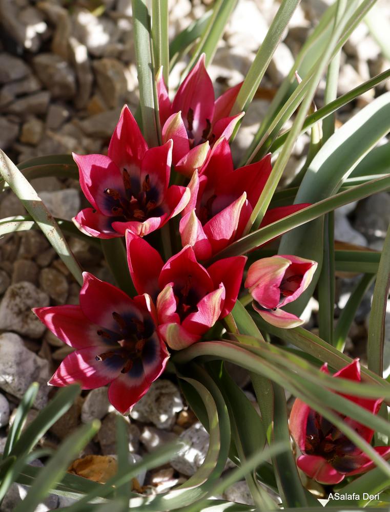 Photo of Species Hybrid Tulip (Tulipa 'Little Beauty') uploaded by ASalafaDeri