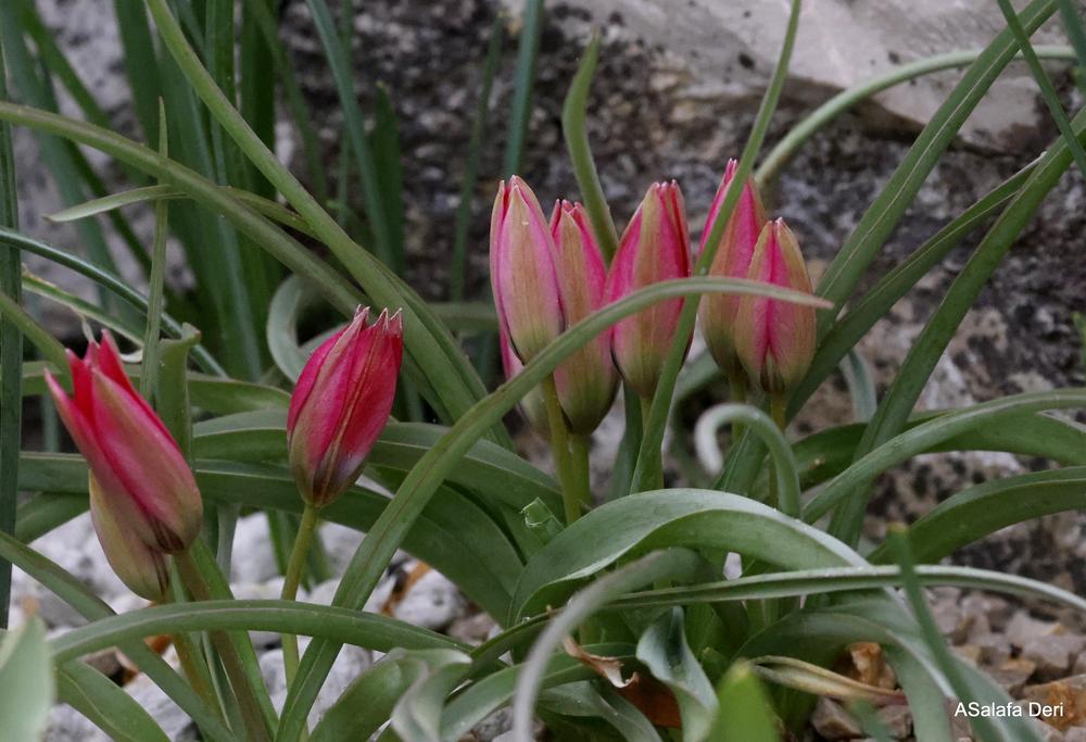 Photo of Species Hybrid Tulip (Tulipa 'Little Beauty') uploaded by ASalafaDeri