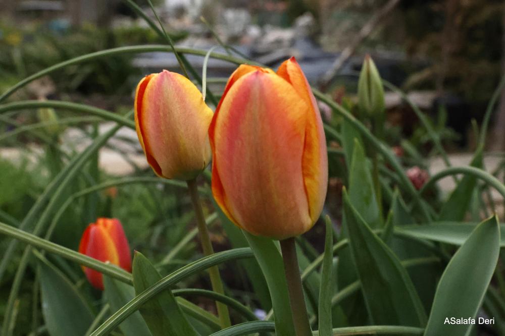 Photo of Darwin Hybrid Tulip (Tulipa 'Apeldoorn's Elite') uploaded by ASalafaDeri
