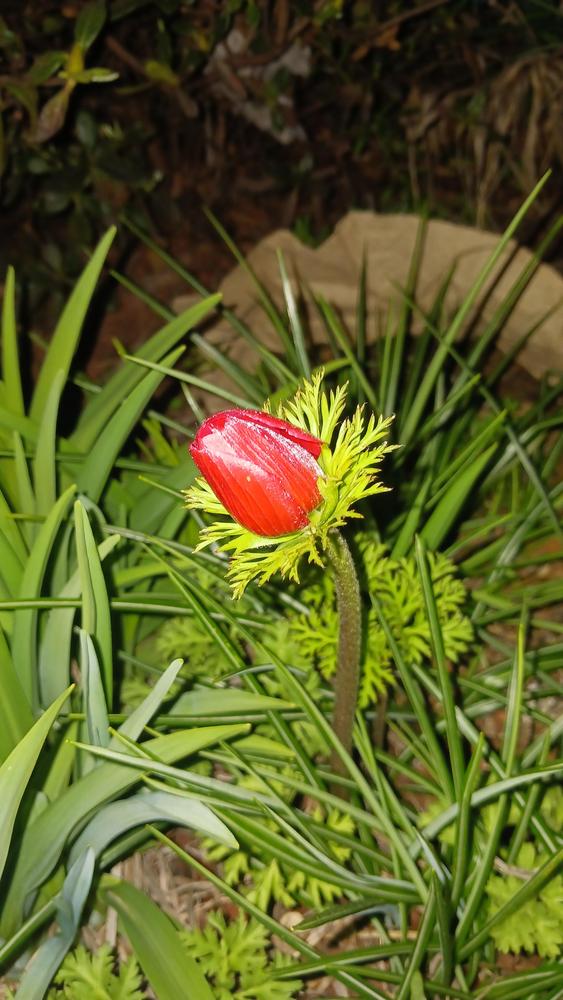 Photo of Poppy Anemone (Anemone coronaria) uploaded by AnthonyF