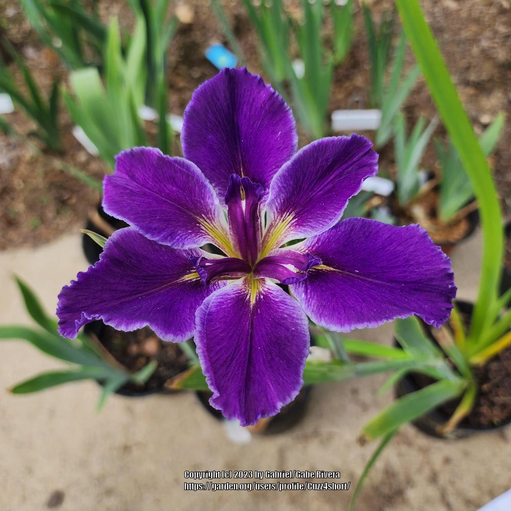 Photo of Louisiana Iris (Iris 'Princess Anna Maria') uploaded by Cuzz4short