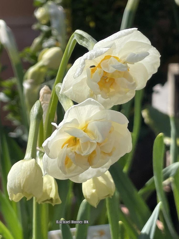 Photo of Double Daffodil (Narcissus 'Bridal Crown') uploaded by RachaelHunter
