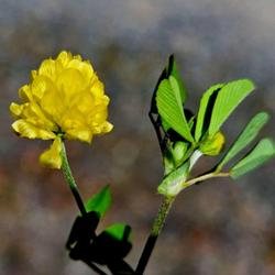 Location: Aberdeen, NC Pages Lake park
Date: April 4, 2023
Lesser yellow trefoil #117; RAB p. 592 , 98-14-14; AG page 128, 3