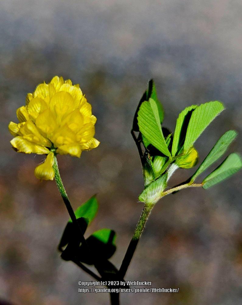 Photo of Lesser Yellow Trefoil (Trifolium dubium) uploaded by WebTucker