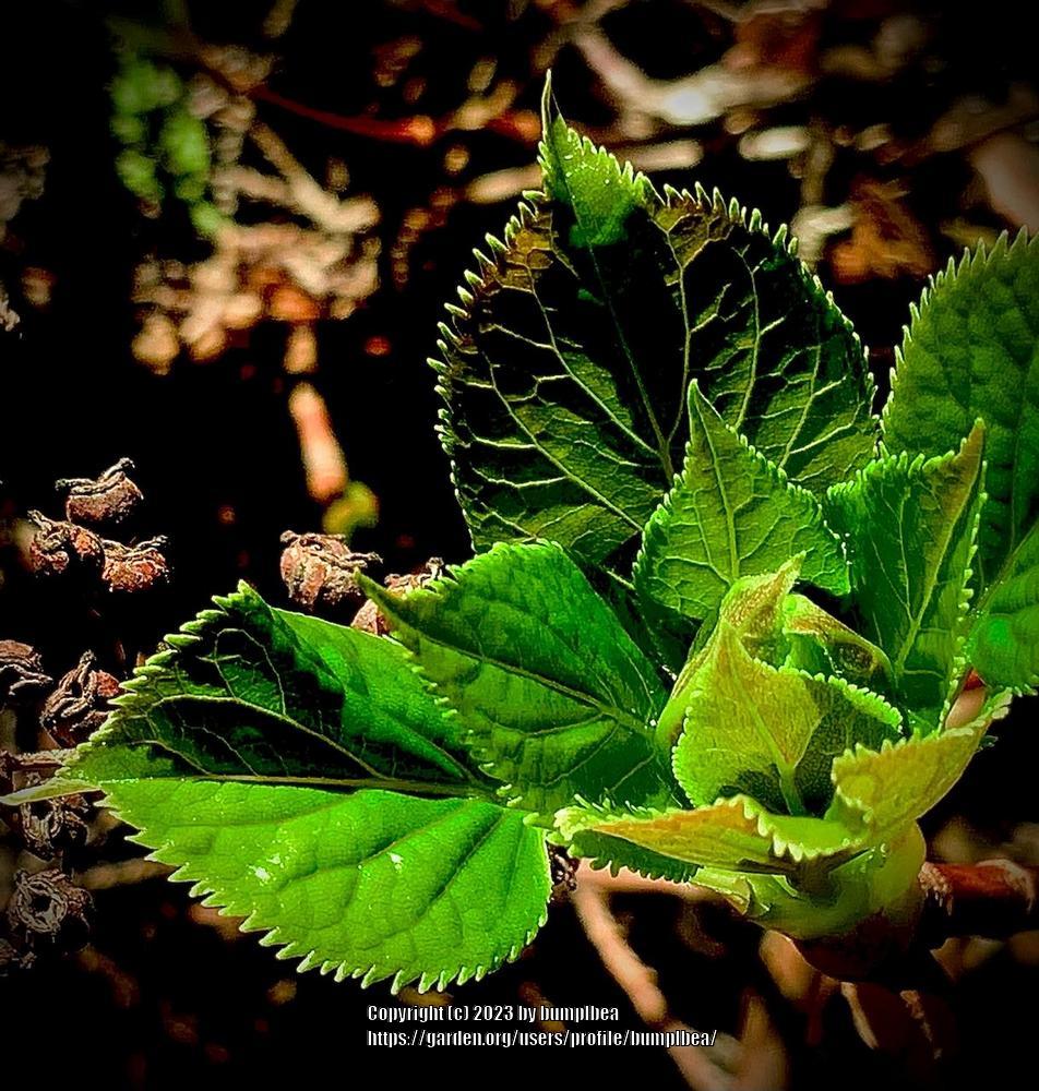 Photo of Climbing Hydrangea (Hydrangea anomala) uploaded by bumplbea
