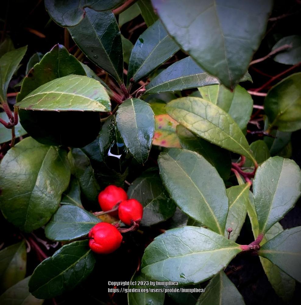 Photo of Wintergreen (Gaultheria procumbens) uploaded by bumplbea