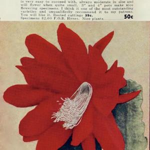 illustration from the 1942 catalog, Johnson's Cactus Gardens, Hyn