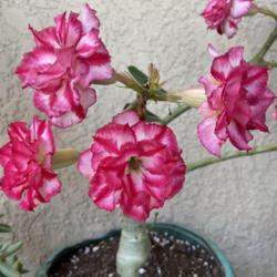 Location: My garden in Tampa, Florida
Date: 2023-04-01
My new grafted desert rose.