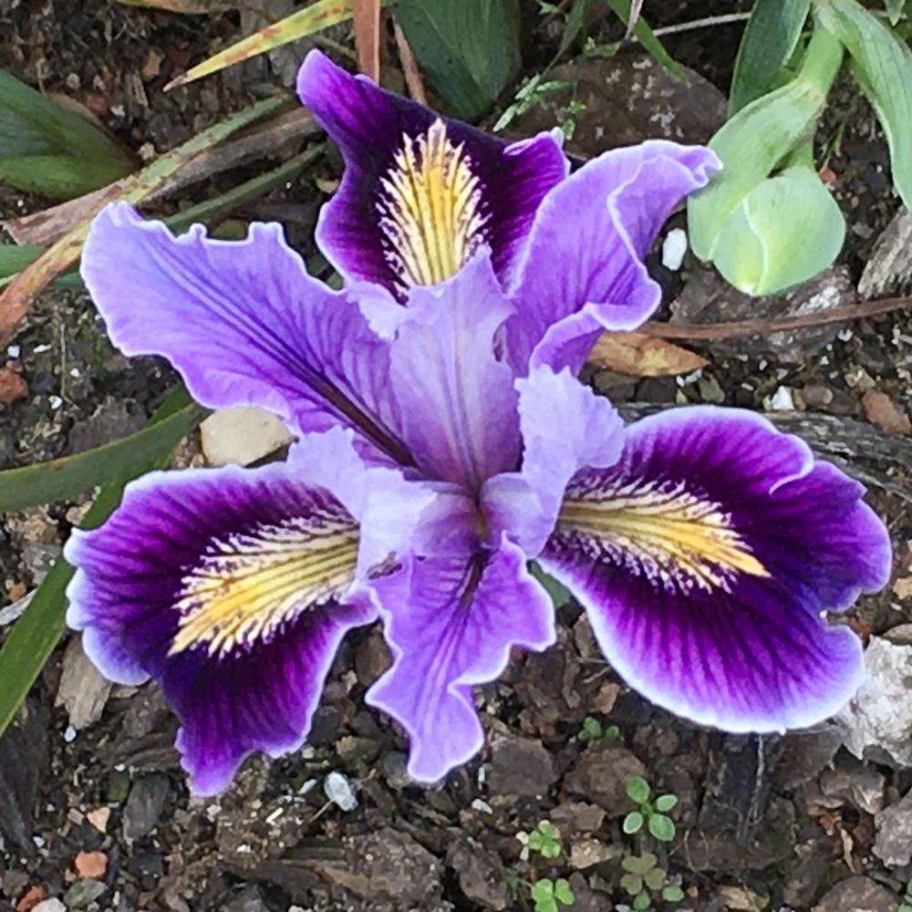 Photo of Pacific Coast Iris (Iris 'Filoli.') uploaded by Iraygus