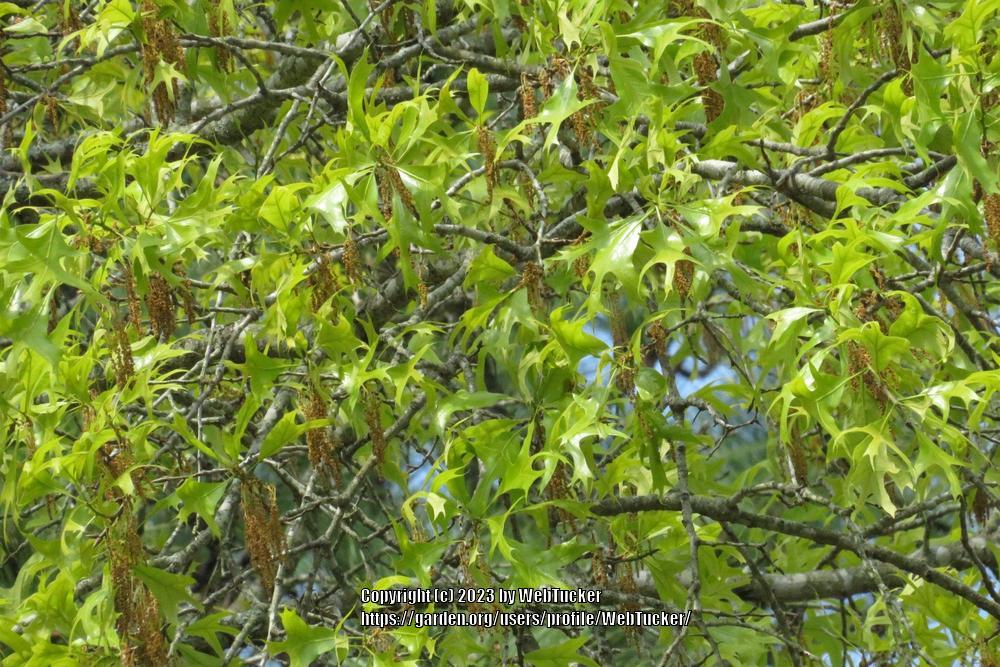 Photo of Southern Red Oak (Quercus falcata) uploaded by WebTucker
