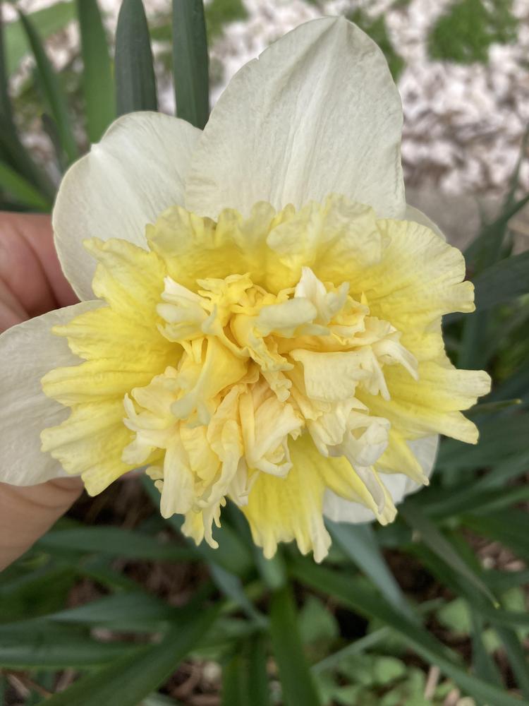 Photo of Double Daffodil (Narcissus 'Ice King') uploaded by sucrose