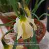 Narcissus moschatus subsp. moleroi