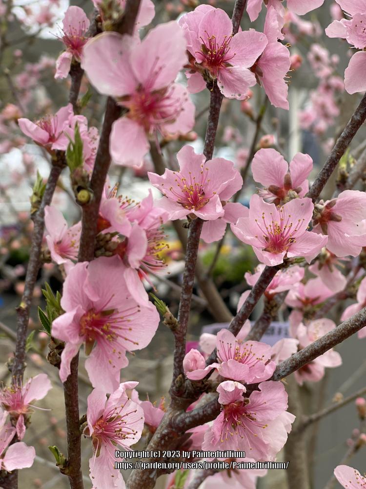 Photo of Peach (Prunus persica 'Contender') uploaded by Paintedtrillium