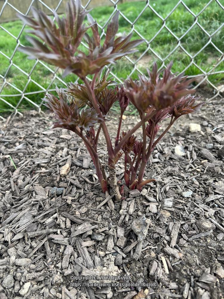 Photo of Intersectional Peony (Paeonia 'Julia Rose') uploaded by RizzoR