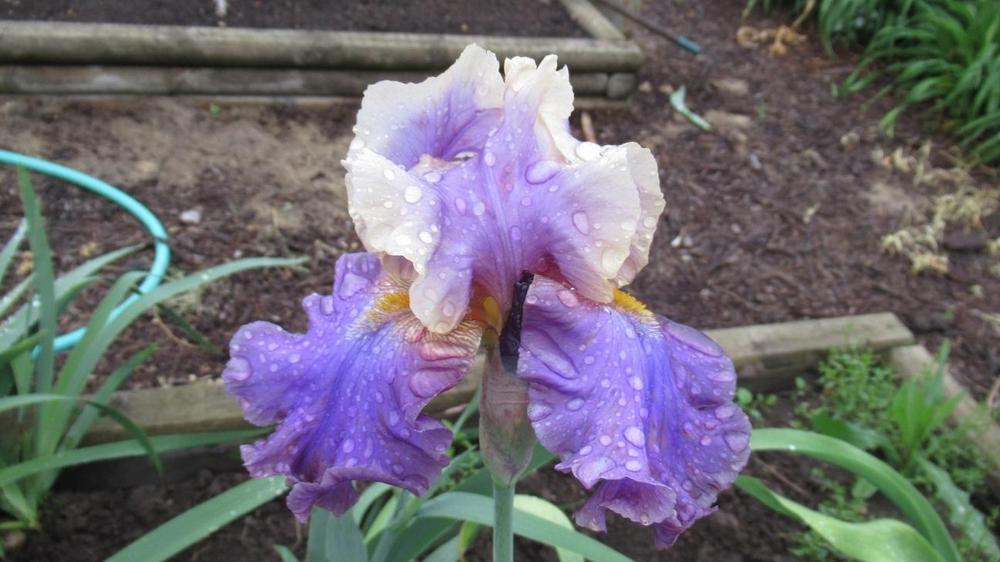 Photo of Tall Bearded Iris (Iris 'Kevin's Theme') uploaded by gardenglassgems