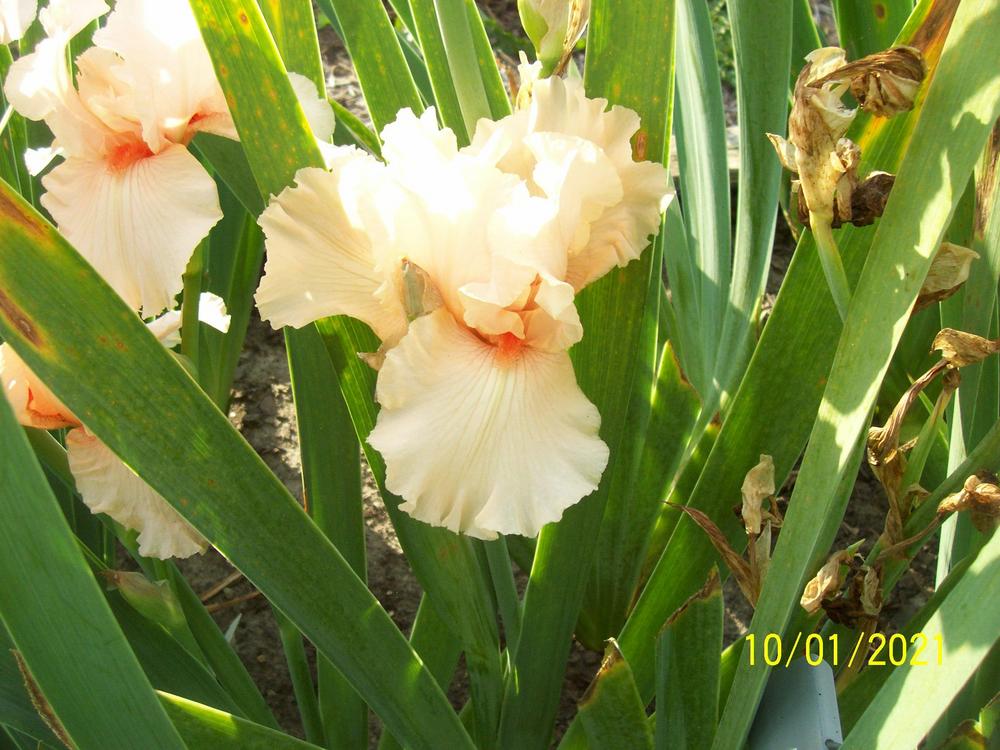 Photo of Tall Bearded Iris (Iris 'Doctor Alan') uploaded by gardenglassgems