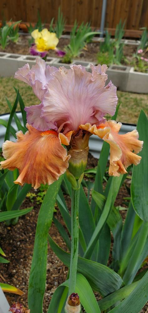 Photo of Tall Bearded Iris (Iris 'Maybe Magic') uploaded by javaMom