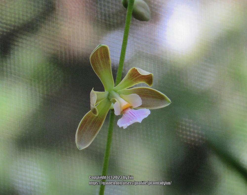 Photo of Encyclia Orchid (Encyclia osmantha) uploaded by plantladylin
