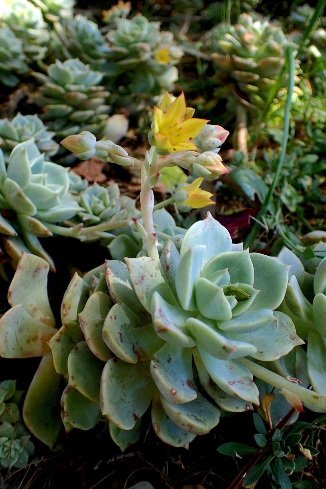 Photo of Painted Lady (Echeveria derenbergii) uploaded by scvirginia