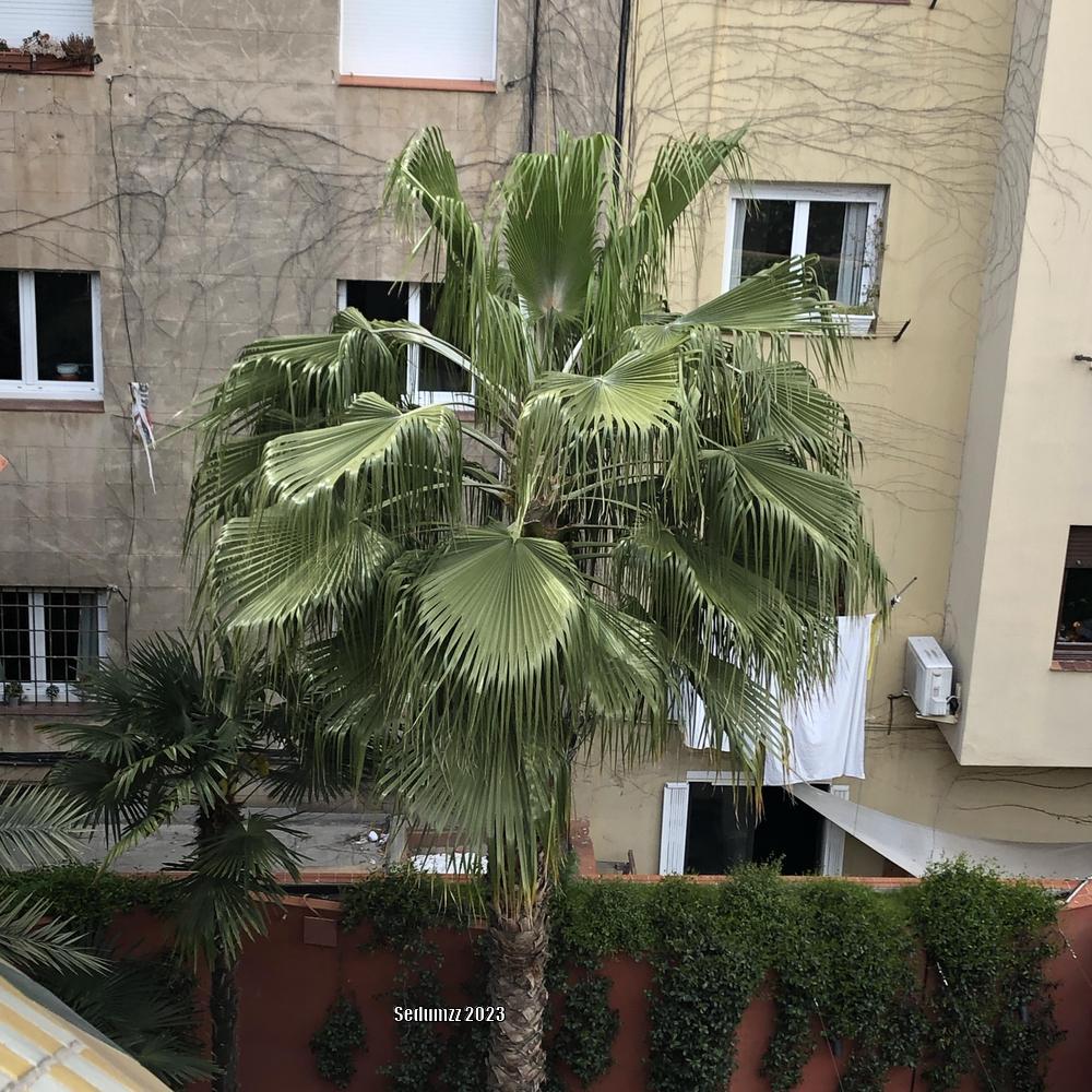 Photo of Mexican Fan Palm (Washingtonia robusta) uploaded by sedumzz