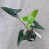 Rigid cup shaped leaves
